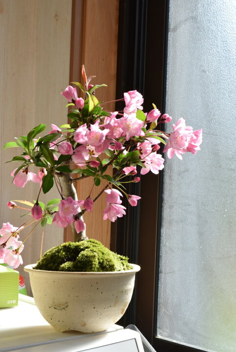 自宅でお花見22年4月頃か開花ハナカイドウ盆栽 お祝い事のプレゼントに ハナカイドウ 花カイドウ盆栽春に開花 綺麗なお花が楽しめます