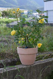 楽天市場 母の日 バラ 鉢植え 花 ガーデン Diy の通販