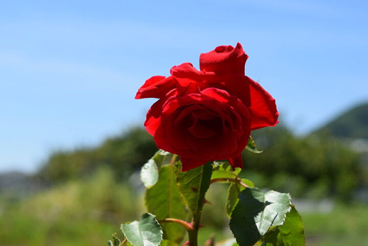 楽天市場】真紅の薔薇鉢植え 2026年お誕生日プレゼントに プレゼント用 深紅のバラ 鉢植え