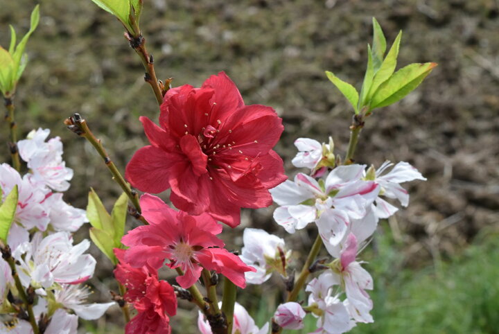 楽天市場 21年花芽確認苗4月開花源平桃 咲き分け 庭木ハナ桃苗 花桃 桃の花花桃 源平 園芸百貨店何でも揃うこぼんさい
