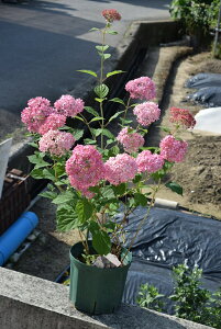 2022年6月に開花おすすめのピンクアナベルはピンク色に咲くアナベル　アジサイ 中苗 2022年6月に開花　アジサイ：アナベルピンク花 限定販売　とても珍しい　　　ピンクアナベル