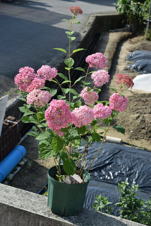 楽天市場 22年6月に開花おすすめのピンクアナベルはピンク色に咲くアナベル アジサイ 中苗 22年6月に開花 アジサイ アナベルピンク花 限定販売 とても珍しい ピンクアナベル 園芸百貨店何でも揃うこぼんさい