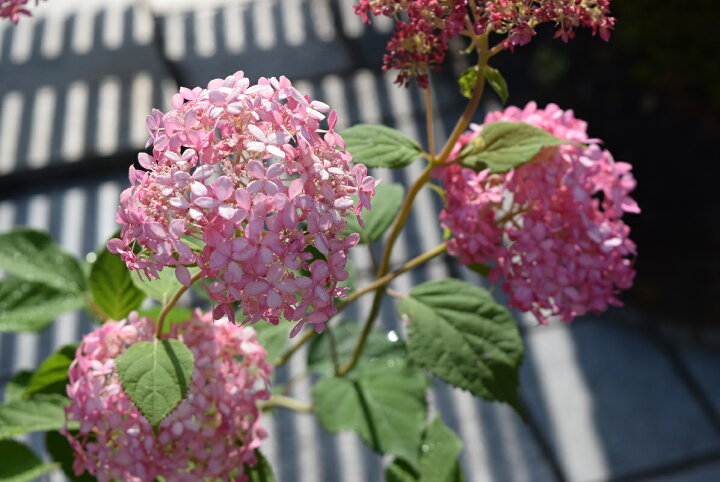 楽天市場 23年6月に開花おすすめのピンクアナベルはピンク色に咲くアナベル アジサイ 中苗 22年6月に開花 アジサイ アナベルピンク花 限定販売 とても珍しい ピンクアナベル 園芸百貨店何でも揃うこぼんさい