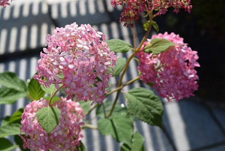 楽天市場 22年6月に開花おすすめのピンクアナベルはピンク色に咲くアナベル アジサイ 中苗 22年6月に開花 アジサイ アナベルピンク花 限定販売 とても珍しい ピンクアナベル 園芸百貨店何でも揃うこぼんさい