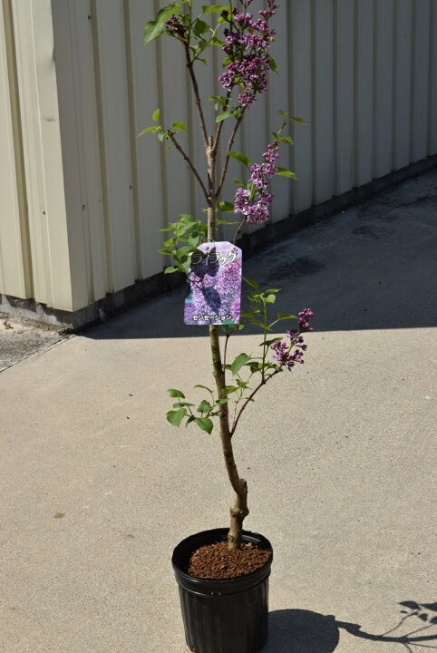 楽天市場 ライラック苗 22年4月開花花芽有庭木 落葉樹 シンボルツリー 花色淡紫桃色の八重咲き芳香の強いライラック苗木 センセーションライラック 園芸百貨店何でも揃うこぼんさい