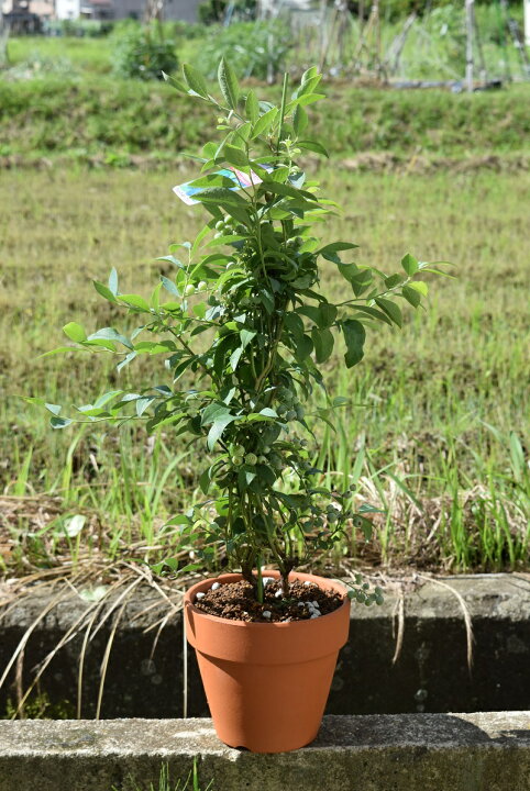 楽天市場 ブルーベリー鉢植え ブルーベリー 1本でも実がなります素焼き鉢 園芸百貨店何でも揃うこぼんさい