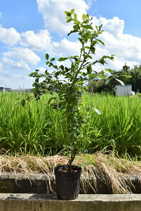 6u[x[cu[x[50Z`O1{łu[x[ł