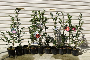 10ނ̂񂩕c y؁z yRԁzTUJc TUJc