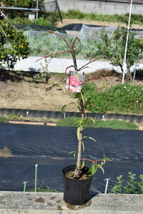 ͂꓍c2025N4Jԑ͎}꓍c