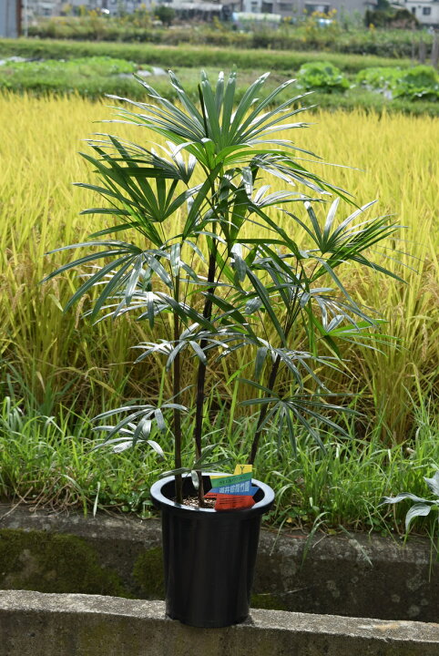 楽天市場 棕櫚竹 シュロチク 高さ1 2m 園芸百貨店何でも揃うこぼんさい