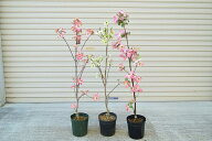 プレゼントに2026年5月に開花の花水木自宅の庭植え鉢植えに3色ハナミズキ苗木ハナミズキ紅と白とピンク白…