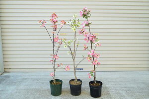 花 キク 植木 盆栽の人気商品 通販 価格比較 価格 Com