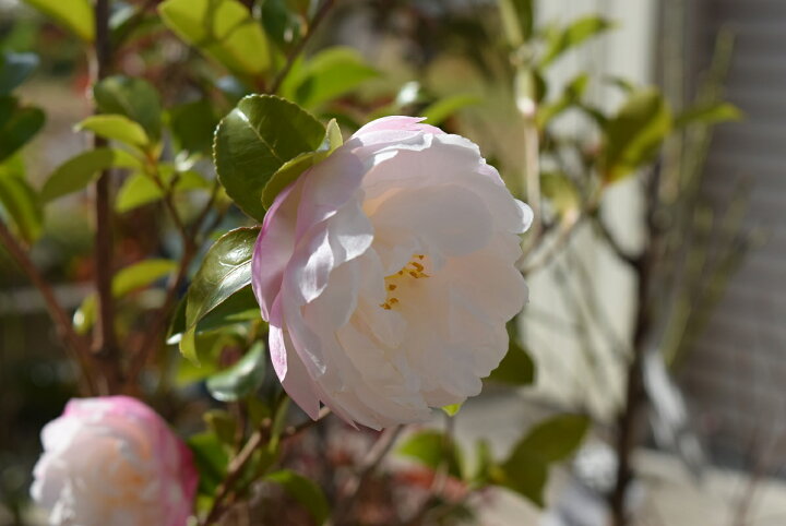 楽天市場 朝倉サザンカ苗 庭木 山茶花 サザンカ苗 サザンカ 外輪が薄いピンク 内輪は白の八重咲 園芸百貨店何でも揃うこぼんさい