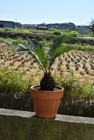 楽天市場 ソテツ 鉢植えの通販