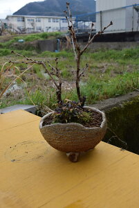 acC~͂jɍłԌ2025NJԂj̑蕨~̓TNÂ~ a~͊COł@BONSAI {TC
