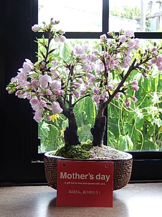 ツイン桜盆栽 八重桜盆栽 情熱セール