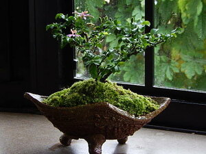 ãv[g2025N~͐@ؐMyď