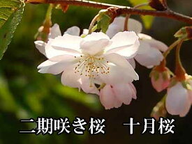 冬の時期に咲く10月桜ミニ盆栽十月さくら盆栽さくら鉢植え二季咲桜　【十月桜盆栽】 桜盆栽十月桜 秋と春に2回開花するさくらです