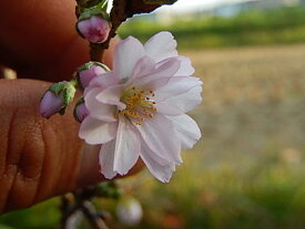 ミニ盆栽十月さくら盆栽さくら鉢植え　【十月桜】 桜盆栽十月桜 秋と春に2回開花するさくらです