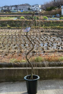 苗 しだれ桜の人気商品 通販 価格比較 価格 Com