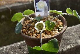 楽天市場 宿根草 鉢植えの通販