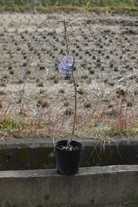 富士しだれ桜苗 しだれ桜苗木 楽天市場】2026年3月～4月に