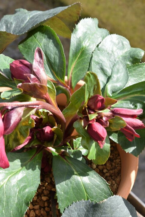 花苗 クリスマスローズ 雪の妖精 1株 リサン