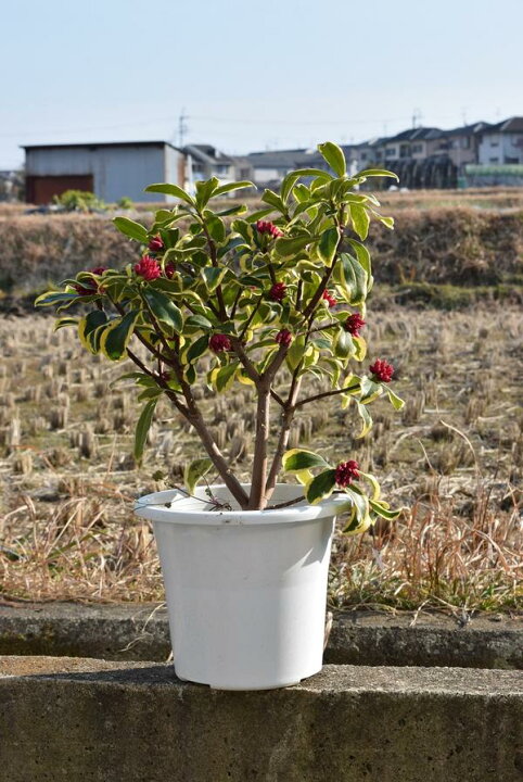 楽天市場 母の日おすすめ沈丁花苗香りと斑入りのお花の楽しむ沈丁花22年4月に開花花芽あり前島沈丁花苗 大苗の沈丁花ですジンチョウゲ覆輪沈丁花前島 サイズどっしり6号サイズ 鉢植えでも 地植えでも香りが楽しめます 園芸百貨店何でも揃うこぼんさい