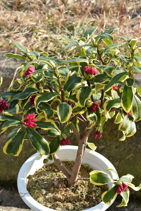 楽天市場 母の日おすすめ沈丁花苗香りと斑入りのお花の楽しむ沈丁花22年4月に開花花芽あり前島沈丁花苗 大苗の沈丁花ですジンチョウゲ覆輪沈丁花前島 サイズどっしり6号サイズ 鉢植えでも 地植えでも香りが楽しめます 園芸百貨店何でも揃うこぼんさい