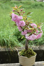 自宅でお花見2024年4月に開花八重桜関山桜　八重桜盆栽　ピンクの桜4月中頃に開花します桜盆栽