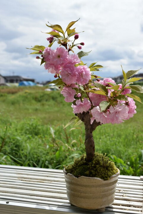 楽天市場 22年4月頃開花予定 自宅でお花見を楽しもう関山桜 八重桜盆栽 園芸百貨店何でも揃うこぼんさい