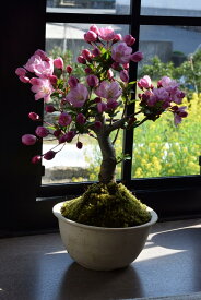母の日ギフトに お誕生日プレゼントに ハナカイドウ盆栽 2024年5月頃お花見が楽しめますミニ盆栽スイシ海棠　ハナカイドウ盆栽