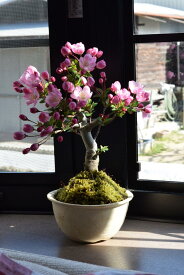 母の日プレゼント盆栽鉢花ギフトにおすすめてせす2024年5月中頃開花お花見が楽しめますミニ盆栽スイシ海棠ハナカイドウ盆栽　6月のお届けは開花終了しております