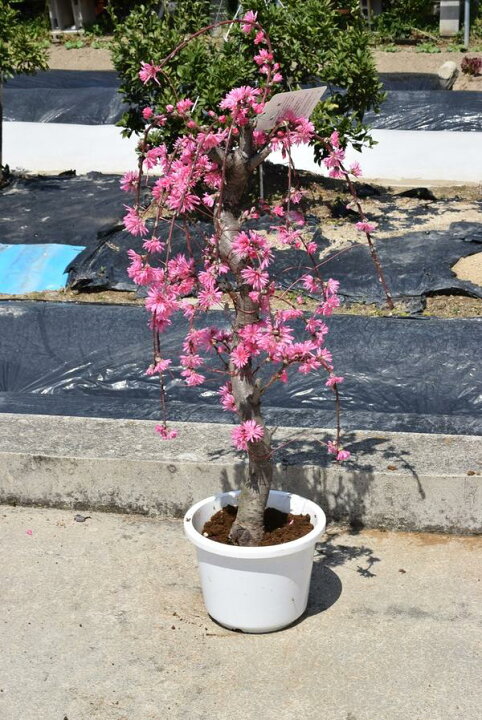 楽天市場】菊しだれ桃ハナモモ 2025年3月から4月に開花【庭木苗】 【菊 