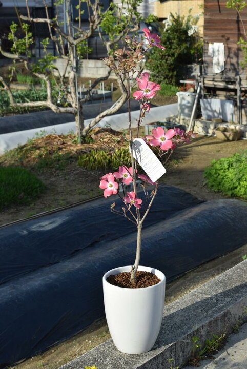 楽天市場 育てて咲かすハナミズキ鉢植えチェロキーサンセットアカハナ花水木ハナミズキチェロキーサンセット 園芸百貨店何でも揃うこぼんさい