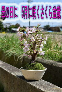 Ί̉ԍ炭ԌłԌ2025N5ɊJԂԌ~͎łԌy߂aꂳ~͍~͐Mya~ d̃sÑTN̂Ԃ킢ł