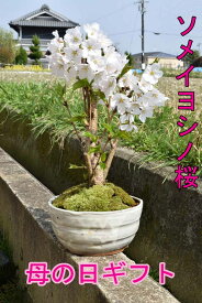 楽天市場 桜 盆栽 ソメイヨシノの通販