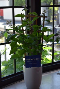 苗 ブラックベリー 苗の人気商品 通販 価格比較 価格 Com