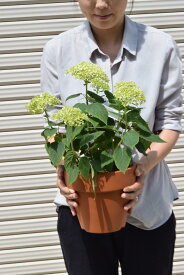 2024年プレゼントおすすめアナベル鉢植え2024年開花　7月以降は剪定後のアナベル紫陽花プレゼントにおすすめの白の鉢植えアナベルアジサイ白のアナベル