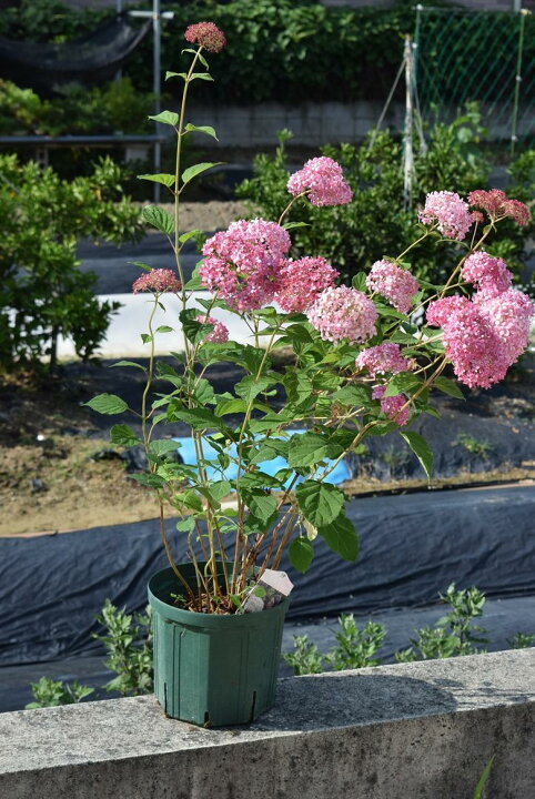 楽天市場 贈り物に22年6月開花ピンクアナベルあじさい大苗7号サイズピンクのアナベルはピンク色に咲くアナベルアジサイ花芽確認大苗 大きいサイズ アジサイアナベルピンク花 ピンクのアナベル 園芸百貨店何でも揃うこぼんさい