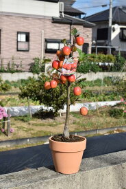 5月5日より発送 母の日の今年のプレゼントに リンゴ 2024年プレゼントに 長寿の思い ギフト鉢植りんご家で手頃に果樹栽培りんご【長寿紅りんご】10月〜11月頃実が赤くなりプレゼントや誕生日のプレゼントにりんごの鉢植え長寿紅リンゴ鉢植え