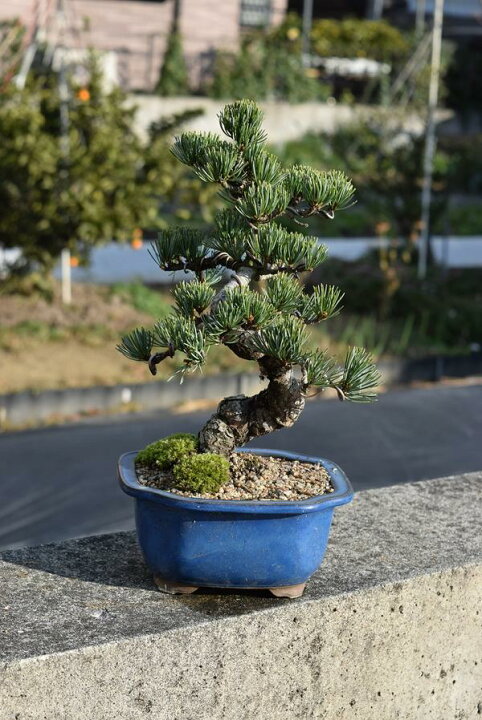 楽天市場】五葉松盆栽【盆栽】樹齢8年もの 小品盆栽 : 園芸百貨店  