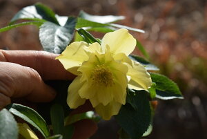 dCG[NX}X[YJԊ2JԃNX}X[Y