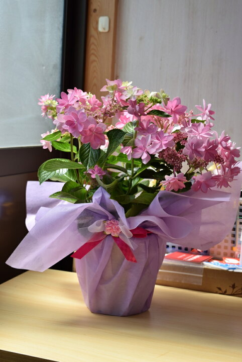 楽天市場 年開花終了アジサイダンスパーティー 紫陽花 開花終了剪定後の状態での お届けとなります 園芸百貨店何でも揃うこぼんさい