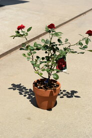 プレゼントに2024年薔薇鉢植え【バラ鉢植え】【バラの花色が選択できます】開花は5月中頃から末頃に咲きます　ラッピング込み
