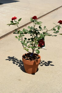 薔薇 鉢植え プレゼントの人気商品 通販 価格比較 価格 Com