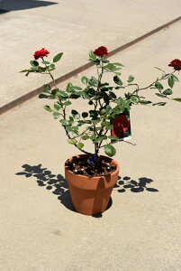 薔薇 鉢植え プレゼントの通販 価格比較 価格 Com