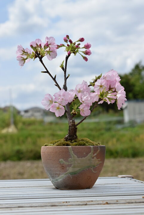 楽天市場 今年は自宅で桜のお花見を楽しむ 23年4月開花のサクラです 自宅でお花見を楽しもうお誕生日の鉢花にも八重桜盆栽ベランダでもリビングでも桜を見る盆栽 園芸百貨店何でも揃うこぼんさい 楽天市場 今年は自宅で桜のお花見を楽しむ 23年4月開花のサクラです 自宅でお花見を楽しもうお誕生日の鉢花にも八重桜盆栽ベランダでもリビングでも桜を見る盆栽 園芸百貨店何でも揃うこぼんさい