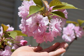 楽天市場 楊貴妃桜の通販