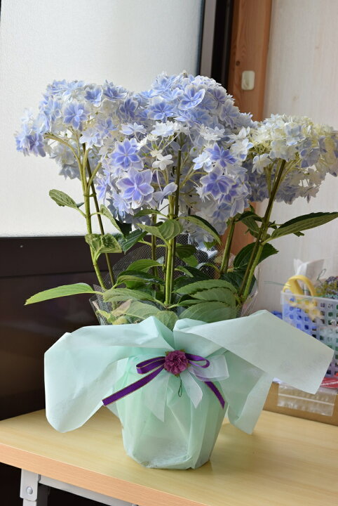 楽天市場 プレゼントに万華鏡紫陽花鉢植え 花鉢 ブルー 22年５月開花プレゼント 花 ギフト アジサイ 紫陽花 園芸百貨店何でも揃うこぼんさい